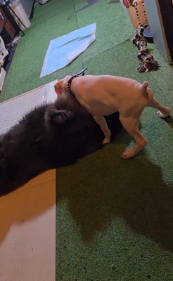 ノアくんとピーターくん4