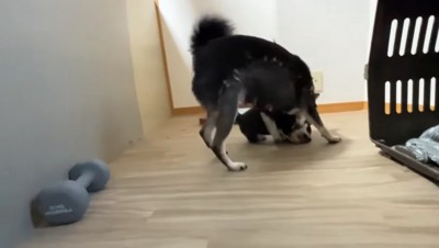 子犬を捕まえる柴犬