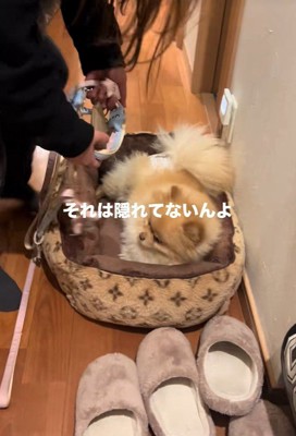 お散歩が嫌で隠れるワンコ4