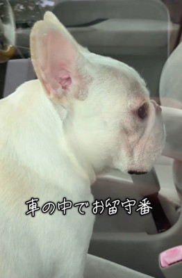 車内を見まわす犬