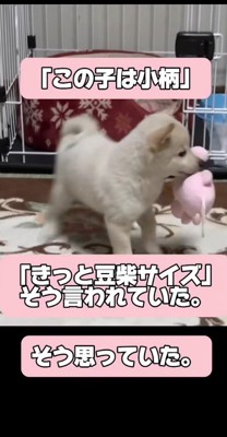 「この子は小柄になる」