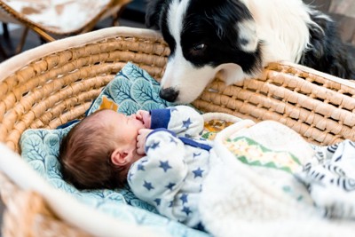 赤ちゃんを見守る犬