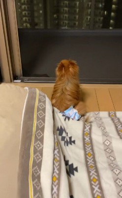 カメラロールを見てみたら…