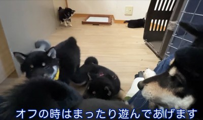 集まる柴犬