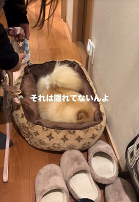 お散歩が嫌で隠れるワンコ