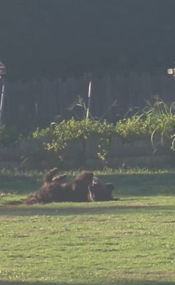 ドッグランでひとり遊びをするノアくん5