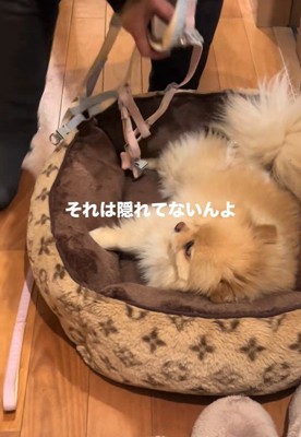 お散歩が嫌で隠れるワンコ7