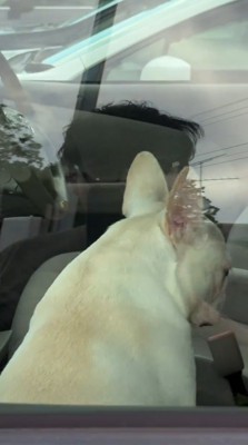 車の助手席に座る犬