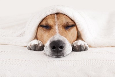 布団に入る犬