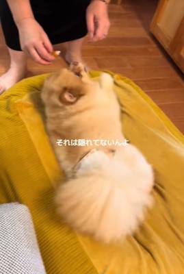 目薬が嫌で隠れるワンコ2