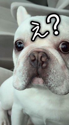 驚いた表情で飼い主を見つめる犬