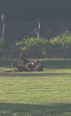 ドッグランでひとり遊びをするノアくん6