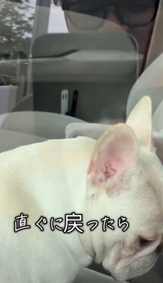 窓の外から犬をスマホで撮影する飼い主