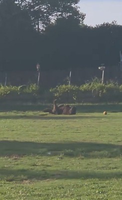 ドッグランでひとり遊びをするノアくん2