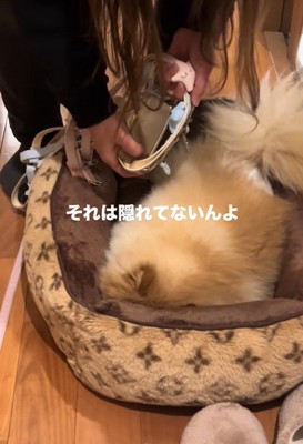 お散歩が嫌で隠れるワンコ6