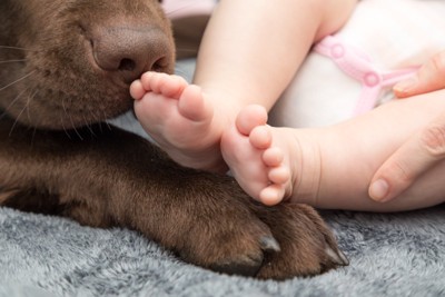 赤ちゃんの足を嗅ぐ犬