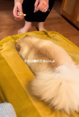 目薬が嫌で隠れるワンコ