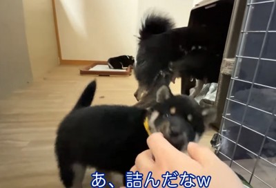 ケージの奥に入る柴犬