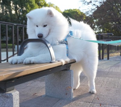 ベンチ