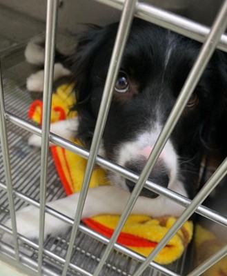 ペットホテルに居候していたワンコ2