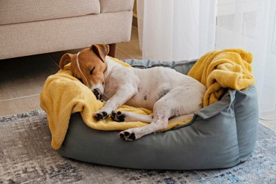 毛布の上で寝ている犬