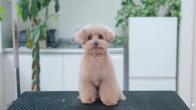 キュートなテディベア犬に♡