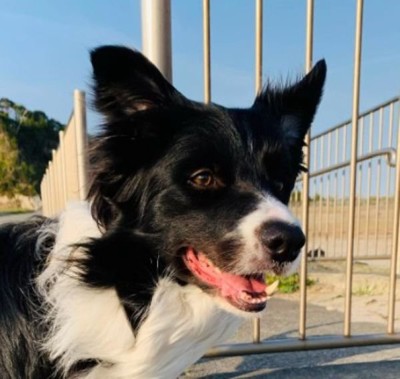 ペットホテルに居候していたワンコ9