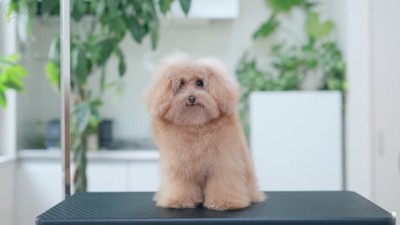 フワフワになったぽんずちゃん