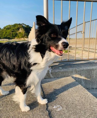 ペットホテルに居候していたワンコ8