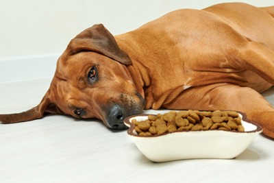 ご飯を前に無気力な表情で寝そべる犬