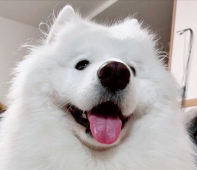 ニコニコ