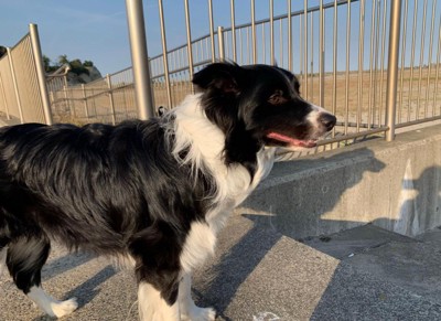 ペットホテルに居候していたワンコ7