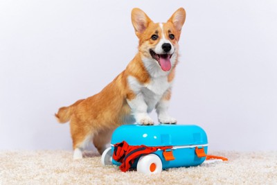旅行バッグと犬