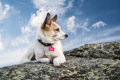 名札を下げた犬