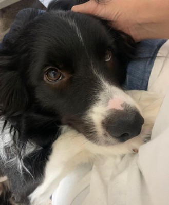 ペットホテルに居候していたワンコ5