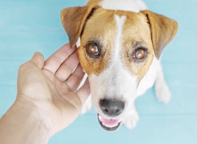 顎の下を撫でられる犬