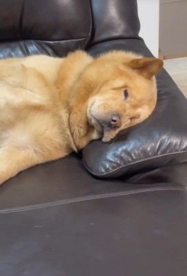 ぽぽ太くんの寝姿4