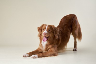 頭を低くしてお尻を持ち上げている犬
