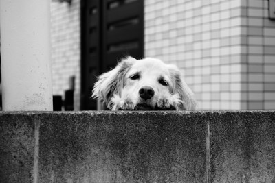 壁越しにこちらを見つめてくる犬