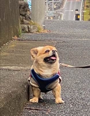 がっしり逞しい…！！