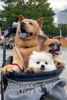カートに乗るぽぽ太くんたち