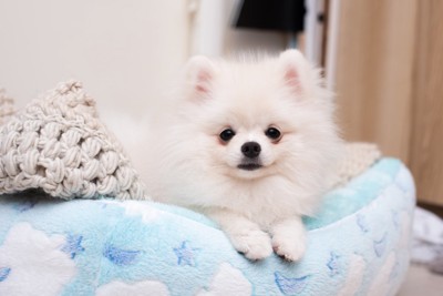 白ポメ子犬