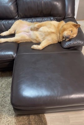 ぽぽ太くんの寝姿3