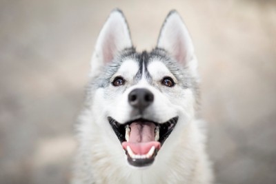 笑顔の犬
