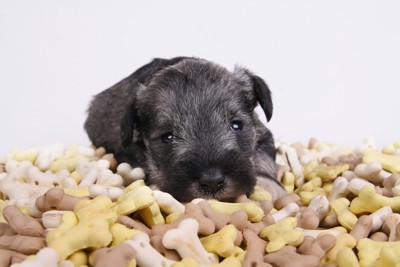大量のクッキーと子犬