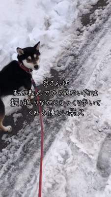 優しい表情でこちらを見る犬