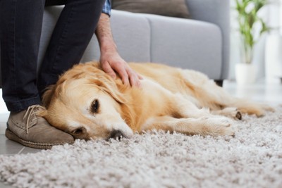 顔周りを撫でてもらう犬