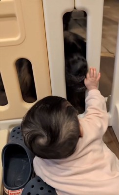 バオバオくんに触りたい赤ちゃん