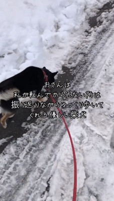 匂いを嗅ぎながら歩く犬