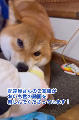 大好きなぬいぐるみ!!